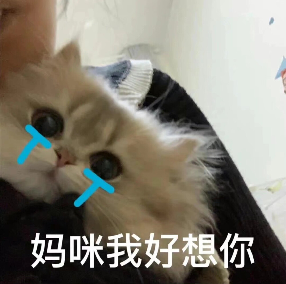 猫猫表情包。