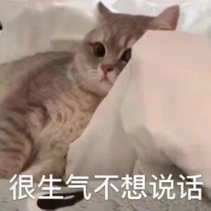 猫猫表情包