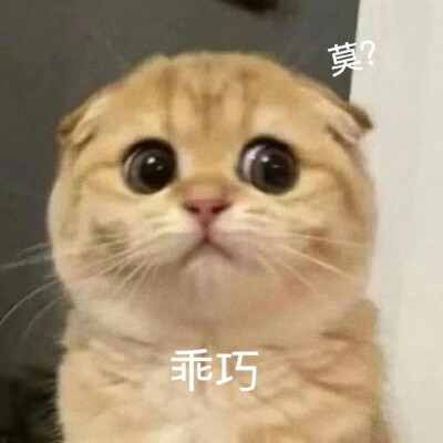 猫猫表情包。