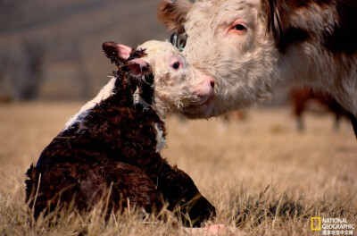 《舐犊之情》
美国蒙大拿州，刚出生的海福特小牛犊还没有学会走路，另一头成年海福特牛正轻轻地蹭着它。摄影：Sam Abell