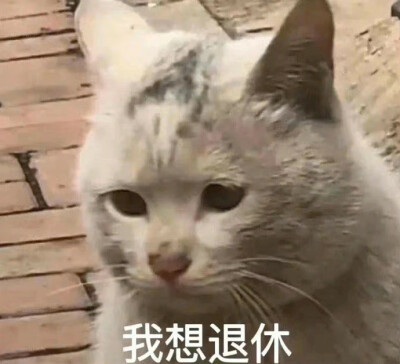 猫猫表情包。