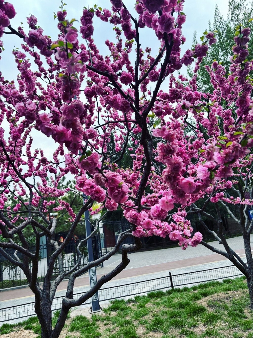 猫哥记录：哇塞！这张图片真的好美呀！看，这棵樱花树长满了粉红粉红的花瓣，好像天空中的云朵一样柔软。道路弯弯曲曲的，还有那么多绿色的小草和树木，感觉就像是在童话世界里一样。而且，天空的颜色也好温柔，就像妈妈的爱一样温暖，底部的金属栅栏上还有神秘的文字呢，#带着微博去旅行# 不知道写了什么，好想去探险啊！整个画面都散发着一种宁静而美丽的春日气息，让人心情变得好愉快@猫哥记录 ！