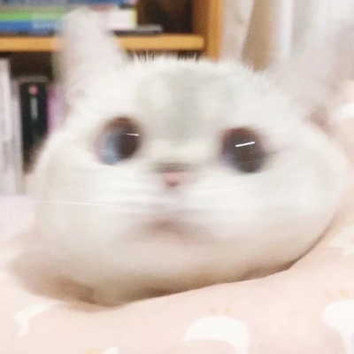 猫猫表情包。