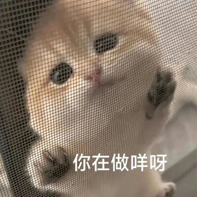 猫猫表情包。