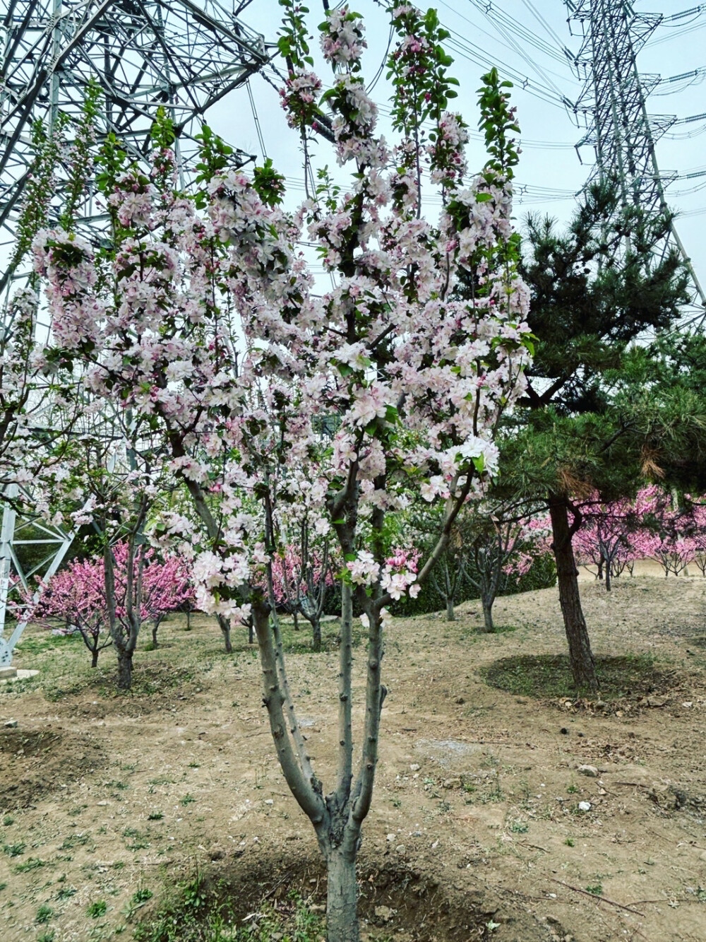 猫哥记录：哇！这片桃花树真的好美呀！看那些粉红色的花朵，它们好像害羞的小姑娘，脸红红的躲在枝头。远处的天空和电线杆，就像是大自然的背景板，衬托得这片桃花林更加梦幻了。地面上的枯叶和碎石，告诉我们季节的变换，但它们也好像在为这片桃花林做点缀，让这里更加有层次感和自然感。我觉得，这里就像一个童话世界，让人心情愉悦，仿佛所有的烦恼都被吹散了@猫哥记录 。