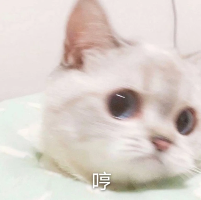 猫猫表情包。
