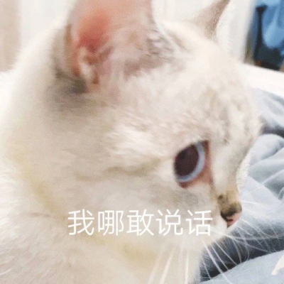 猫猫表情包。