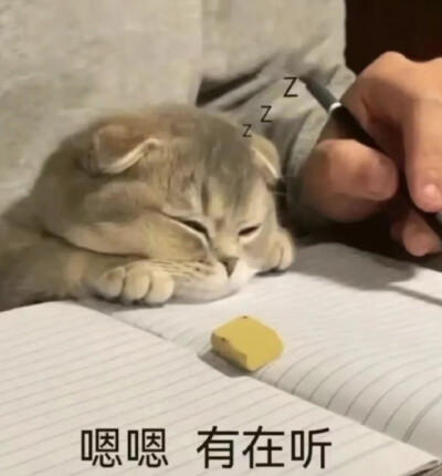 猫猫表情包。