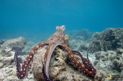 《觅食中，勿扰》
一只蓝蛸（Octopus Cyanea）正趴在珊瑚礁上觅食。摄影：Craig Parry