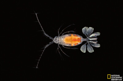 《“鸡毛掸”妙用》
这只桡足类甲壳动物形如鸡毛掸子的附肢能感知捕食者游动的波纹。摄影：David Liittschwager