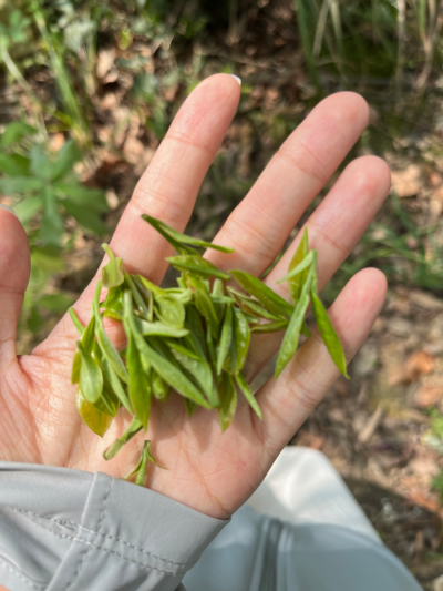 4.2 吃饭采茶