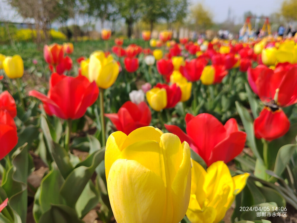2024清明节广府古城