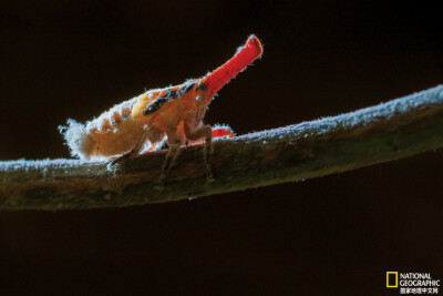 《萨孔德里》
萨孔德里（暗色鼻蜡蝉 Zanna tenebrosa）长着粉红色的长鼻子，尾部毛茸茸的，相貌十分醒目。却鲜有天敌。摄影：Nichole Sobecki