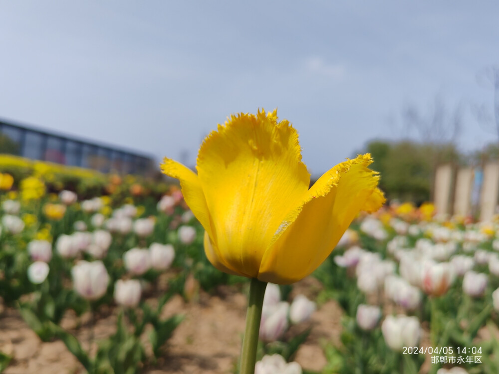 2024清明节广府古城