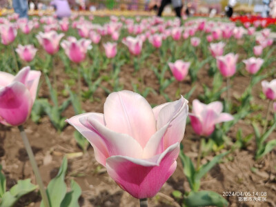 2024清明节广府古城