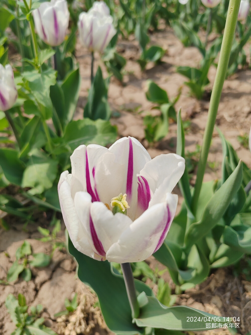 2024清明广府古城