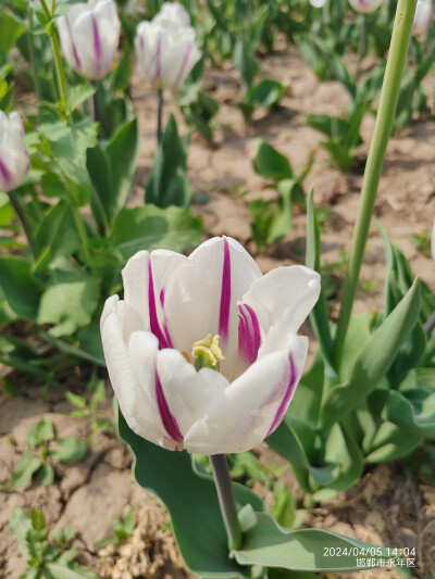 2024清明广府古城