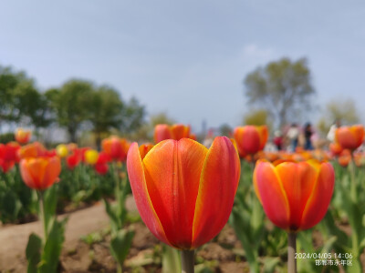 2024清明节广府古城