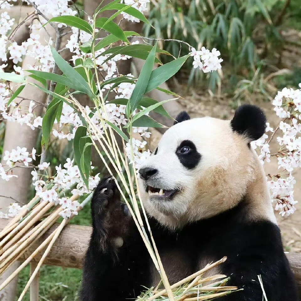 福宝 墩邦妮