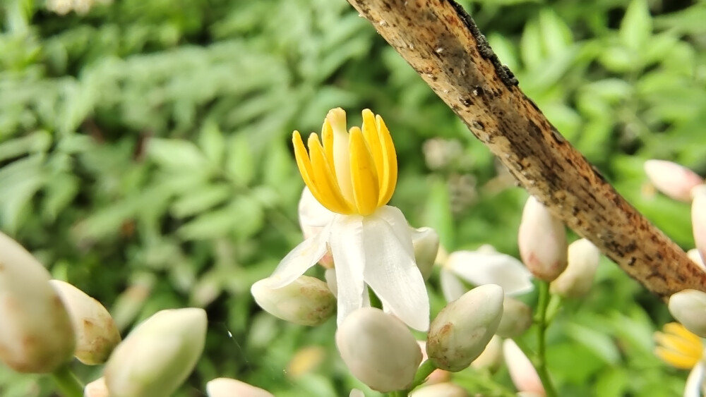 小花也可爱：南天竹花欣赏