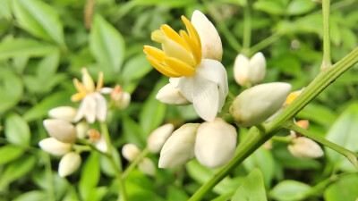 小花也可爱：南天竹花欣赏