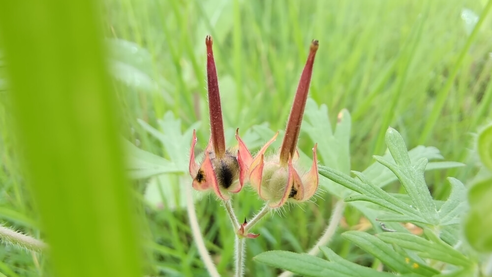 野老鹳草果实欣赏！