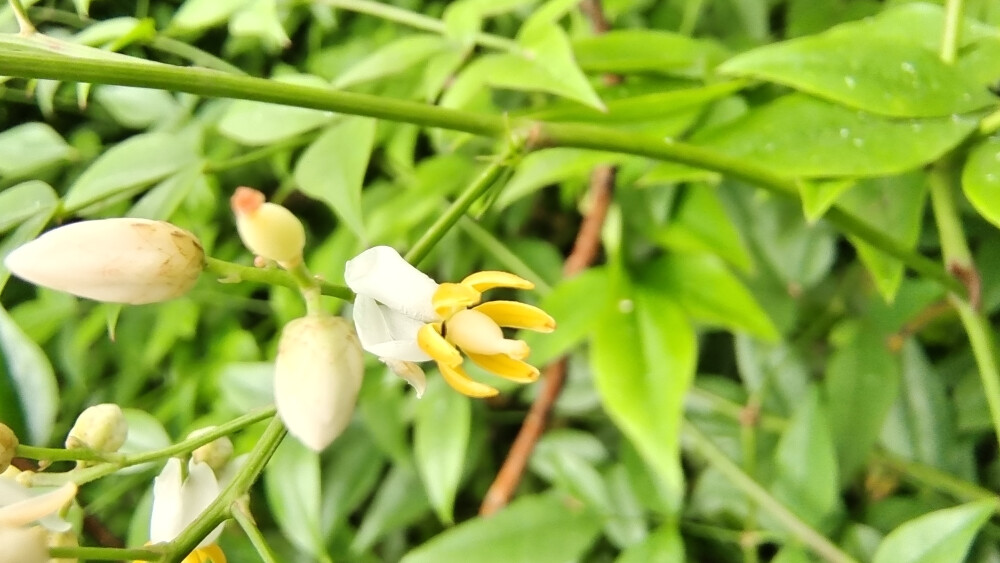 小花也可爱：南天竹花欣赏