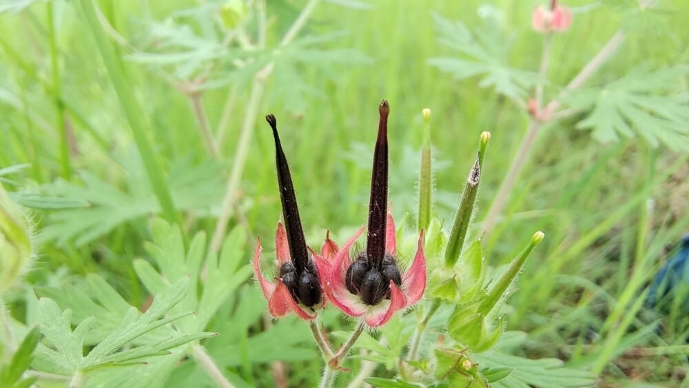 野老鹳草果实欣赏！