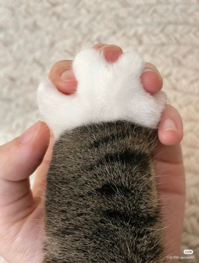 咪咪