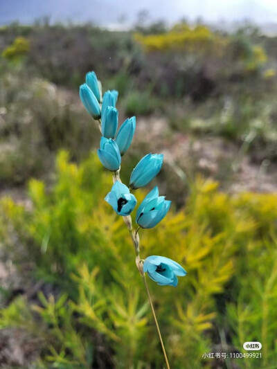 绿花谷鸢尾及生境
绿花谷鸢尾（Ixia viridiflora），也被称为绿松石鸢尾，是鸢尾科小鸢尾属的一个高大原生种。分布于南非开普省的塔尔巴格河附近，生长在岩石粘土和花岗岩斜坡。绿花谷鸢尾具有良好的观赏性状，但由…