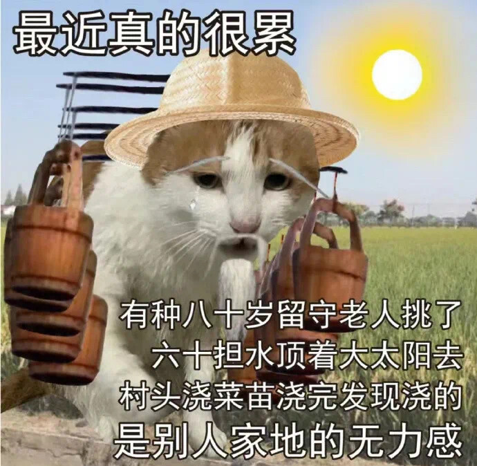 沙雕猫咪表情包