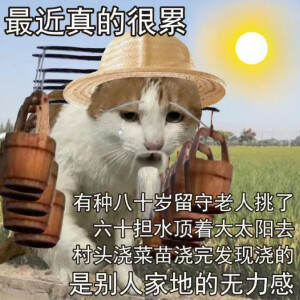 沙雕表情包大全猫咪图片