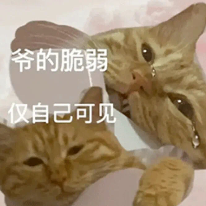 沙雕猫咪表情包