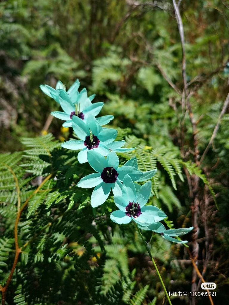 绿花谷鸢尾及生境
绿花谷鸢尾（Ixia viridiflora），也被称为绿松石鸢尾，是鸢尾科小鸢尾属的一个高大原生种。分布于南非开普省的塔尔巴格河附近，生长在岩石粘土和花岗岩斜坡。绿花谷鸢尾具有良好的观赏性状，但由于栖息地被人为破坏，该物种已十分稀有。
【特征】
地下球茎很小。穗状花絮，花呈星形。花色罕见，为
蓝绿色，呈绿松石色调，花心黑紫色。
【变种】
该物种有两个变种：
Ixia viridiflora var. viridiflora，为常见的栽培品种。
Ixia viridiflora var.minor体型较小，花心饱和度较低。
（图片来自网络）
#鸢尾花 #球根植物 绿松石鸢尾谷鸢尾#玉米百
合#每天认识一种花