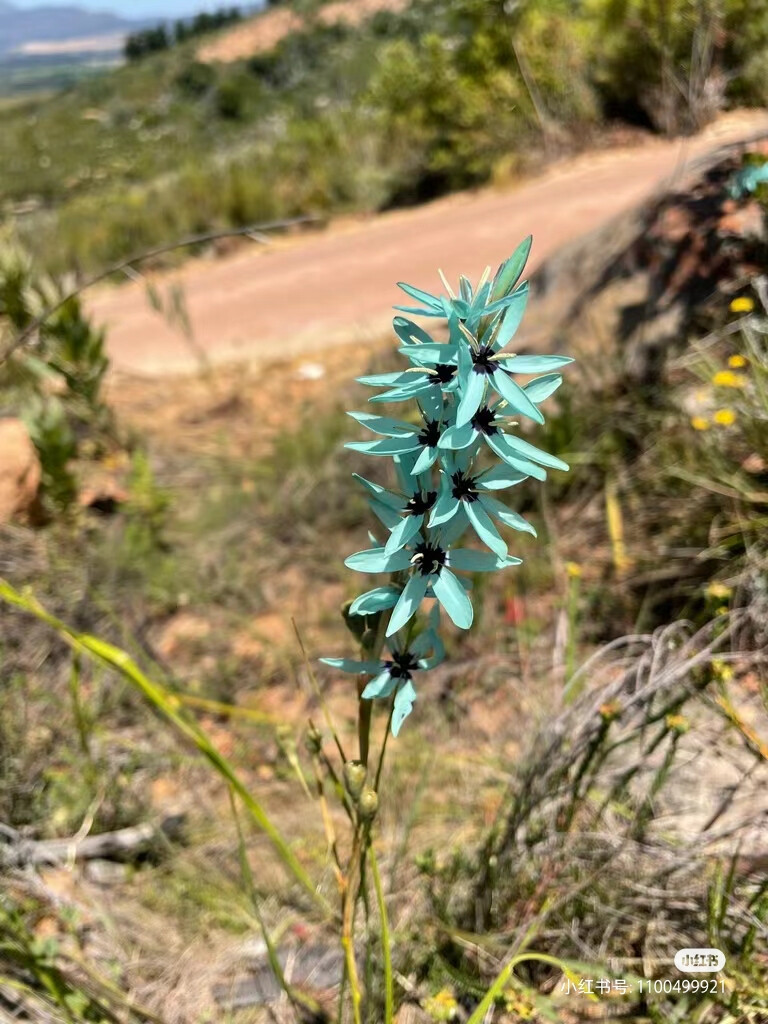 绿花谷鸢尾及生境
绿花谷鸢尾（Ixia viridiflora），也被称为绿松石鸢尾，是鸢尾科小鸢尾属的一个高大原生种。分布于南非开普省的塔尔巴格河附近，生长在岩石粘土和花岗岩斜坡。绿花谷鸢尾具有良好的观赏性状，但由于栖息地被人为破坏，该物种已十分稀有。
【特征】
地下球茎很小。穗状花絮，花呈星形。花色罕见，为
蓝绿色，呈绿松石色调，花心黑紫色。
【变种】
该物种有两个变种：
Ixia viridiflora var. viridiflora，为常见的栽培品种。
Ixia viridiflora var.minor体型较小，花心饱和度较低。
（图片来自网络）
#鸢尾花 #球根植物 绿松石鸢尾谷鸢尾#玉米百
合#每天认识一种花