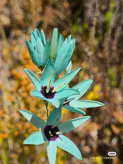 绿花谷鸢尾及生境
绿花谷鸢尾（Ixia viridiflora），也被称为绿松石鸢尾，是鸢尾科小鸢尾属的一个高大原生种。分布于南非开普省的塔尔巴格河附近，生长在岩石粘土和花岗岩斜坡。绿花谷鸢尾具有良好的观赏性状，但由…