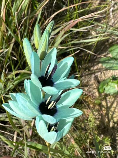 绿花谷鸢尾及生境
绿花谷鸢尾（Ixia viridiflora），也被称为绿松石鸢尾，是鸢尾科小鸢尾属的一个高大原生种。分布于南非开普省的塔尔巴格河附近，生长在岩石粘土和花岗岩斜坡。绿花谷鸢尾具有良好的观赏性状，但由…