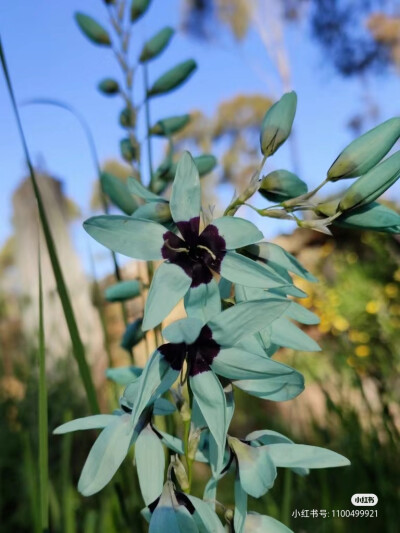 绿花谷鸢尾及生境
绿花谷鸢尾（Ixia viridiflora），也被称为绿松石鸢尾，是鸢尾科小鸢尾属的一个高大原生种。分布于南非开普省的塔尔巴格河附近，生长在岩石粘土和花岗岩斜坡。绿花谷鸢尾具有良好的观赏性状，但由…