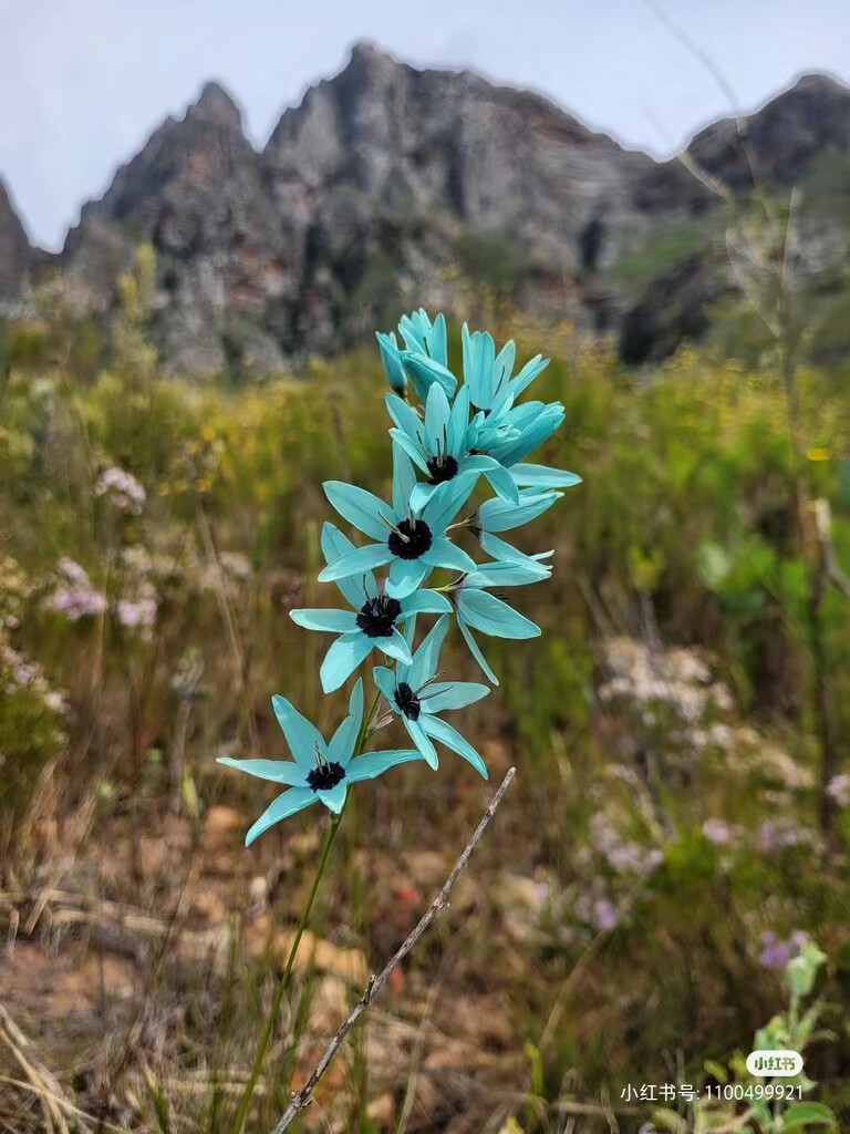 绿花谷鸢尾及生境
绿花谷鸢尾（Ixia viridiflora），也被称为绿松石鸢尾，是鸢尾科小鸢尾属的一个高大原生种。分布于南非开普省的塔尔巴格河附近，生长在岩石粘土和花岗岩斜坡。绿花谷鸢尾具有良好的观赏性状，但由于栖息地被人为破坏，该物种已十分稀有。
【特征】
地下球茎很小。穗状花絮，花呈星形。花色罕见，为
蓝绿色，呈绿松石色调，花心黑紫色。
【变种】
该物种有两个变种：
Ixia viridiflora var. viridiflora，为常见的栽培品种。
Ixia viridiflora var.minor体型较小，花心饱和度较低。
（图片来自网络）
#鸢尾花 #球根植物 绿松石鸢尾谷鸢尾#玉米百
合#每天认识一种花