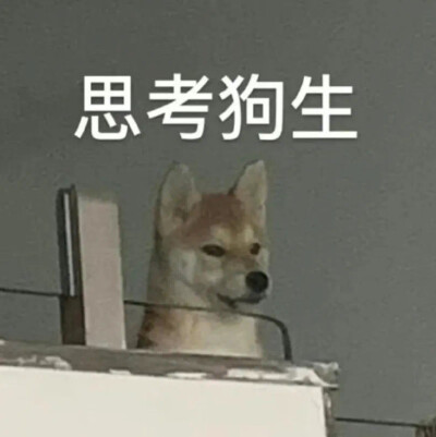 狗子表情包