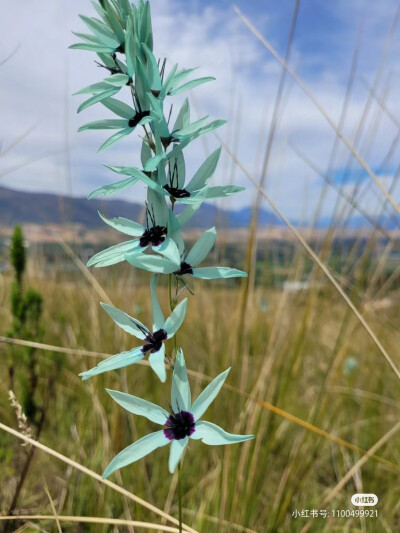 绿花谷鸢尾及生境
绿花谷鸢尾（Ixia viridiflora），也被称为绿松石鸢尾，是鸢尾科小鸢尾属的一个高大原生种。分布于南非开普省的塔尔巴格河附近，生长在岩石粘土和花岗岩斜坡。绿花谷鸢尾具有良好的观赏性状，但由…