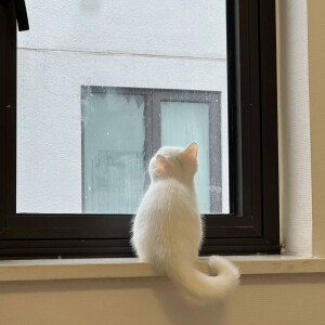 猫咪背景图