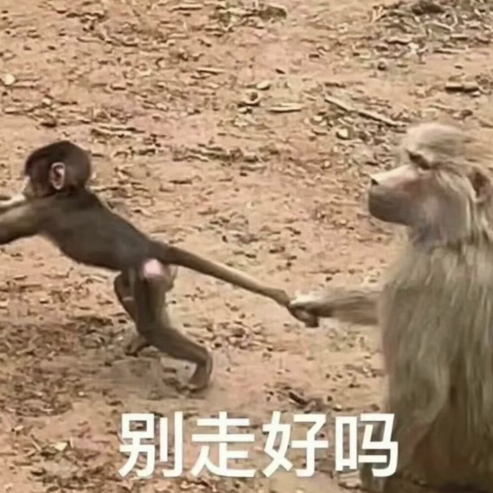 吗喽表情包 - 高清图片，堆糖，美图壁纸兴趣社区