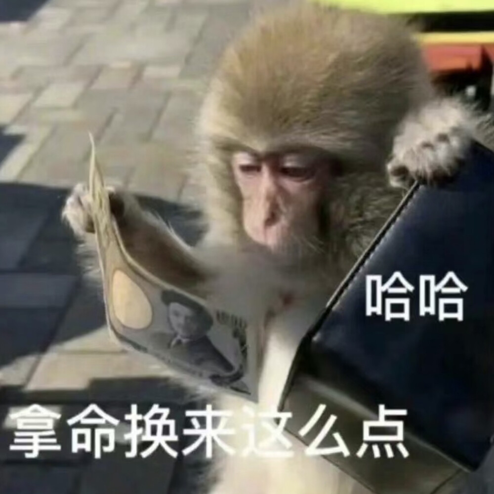 吗喽表情包 - 高清图片，堆糖，美图壁纸兴趣社区