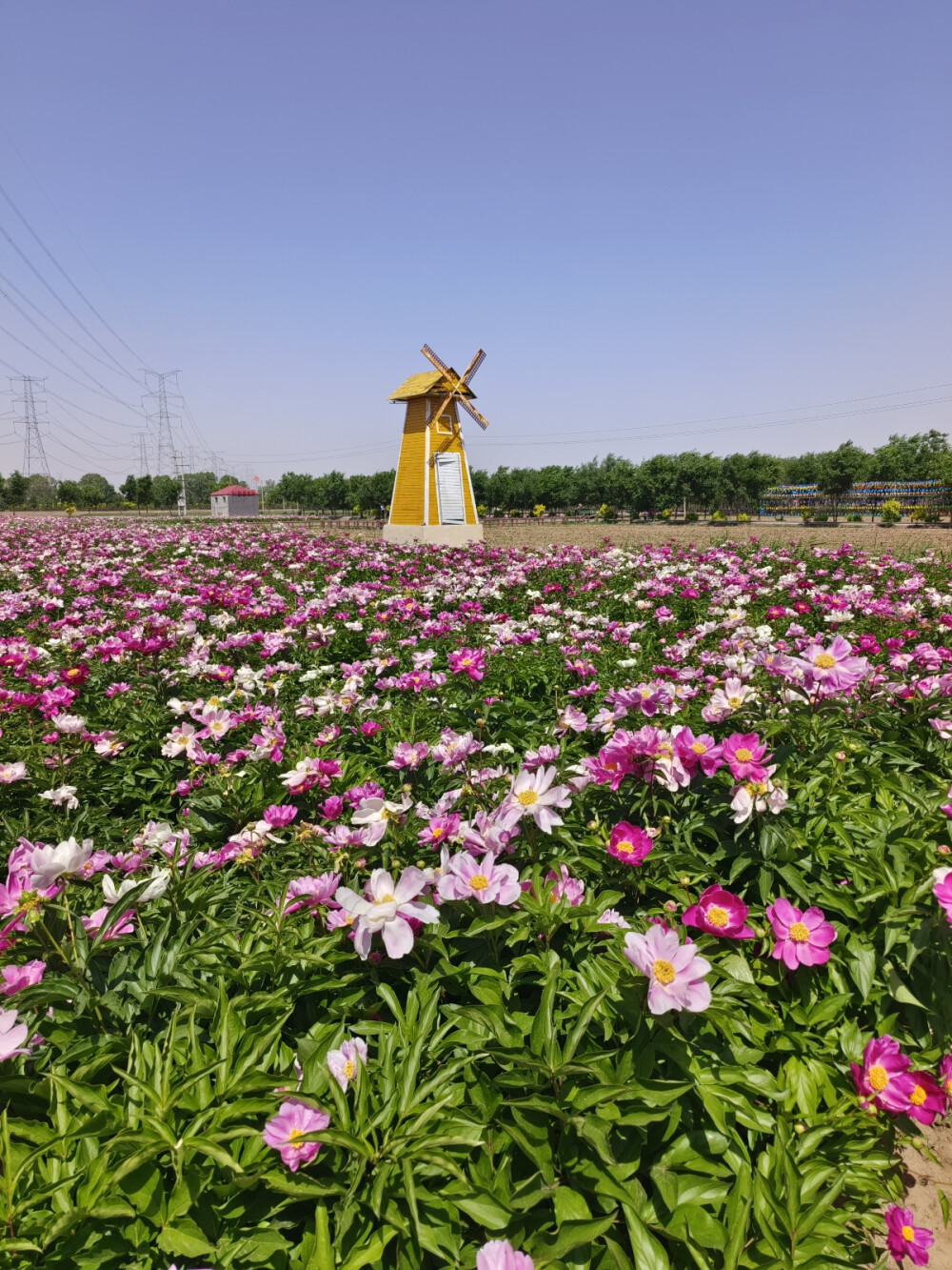 芍药花（2024.5.11 祁县雅安村）