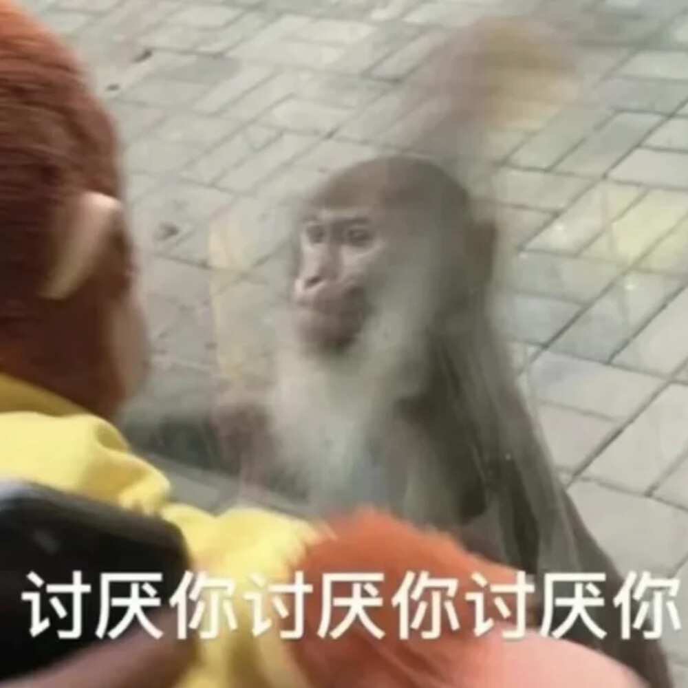 吗喽表情包 - 高清图片，堆糖，美图壁纸兴趣社区