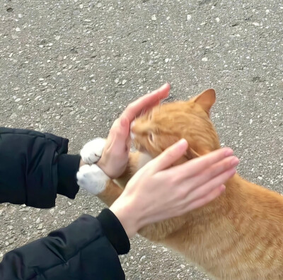 猫咪背景图