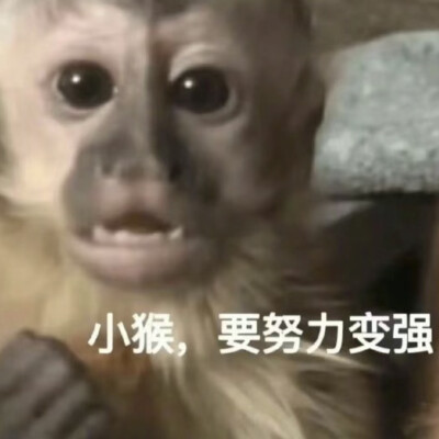 吗喽表情包 - 高清图片，堆糖，美图壁纸兴趣社区