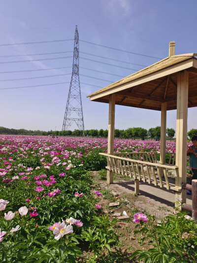 芍药花（2024.5.11 祁县雅安村）