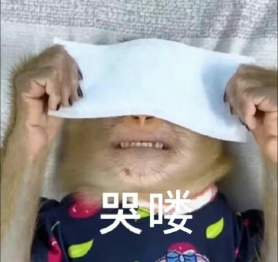 吗喽表情包 - 高清图片，堆糖，美图壁纸兴趣社区